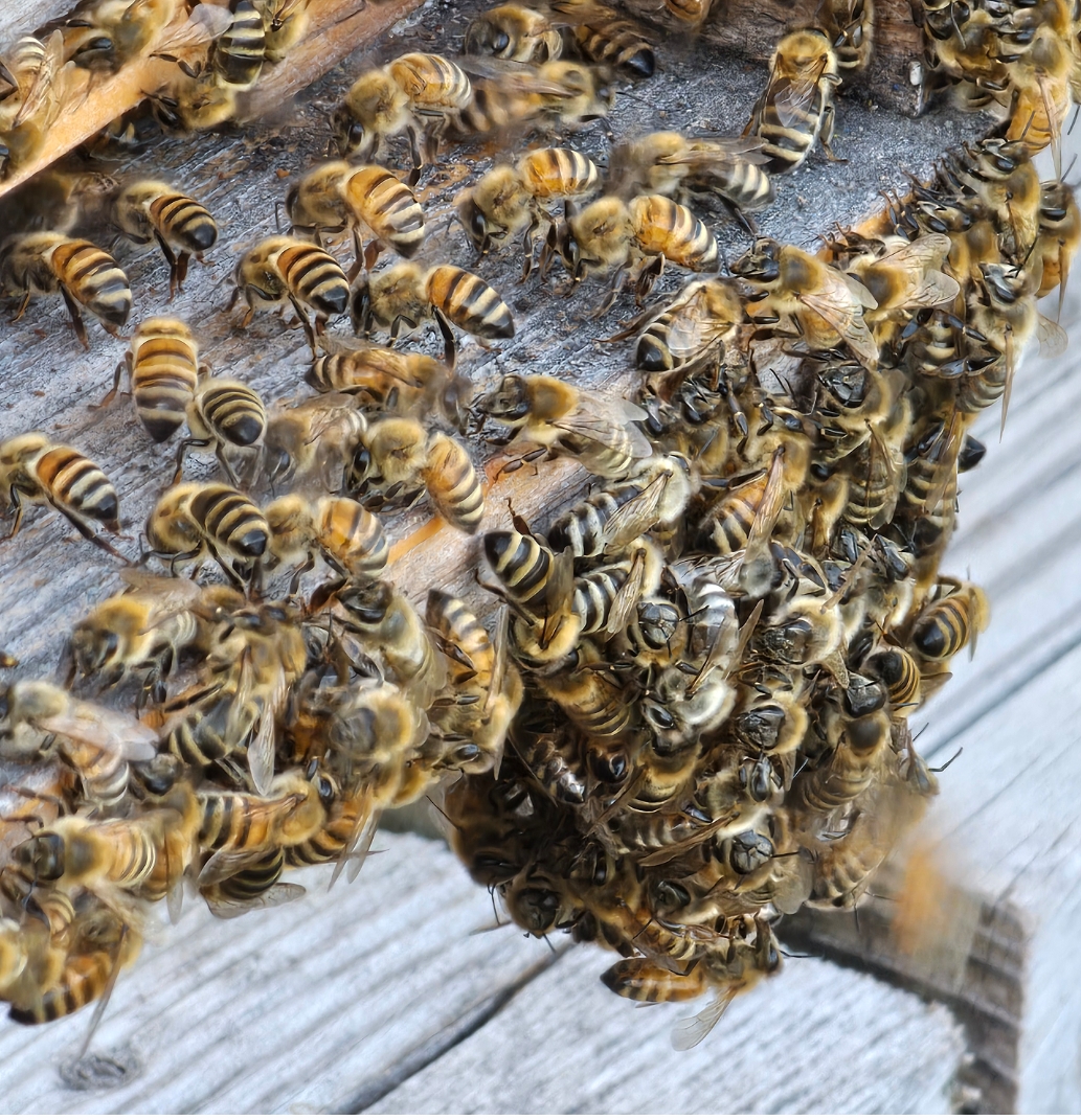 Bees clustering