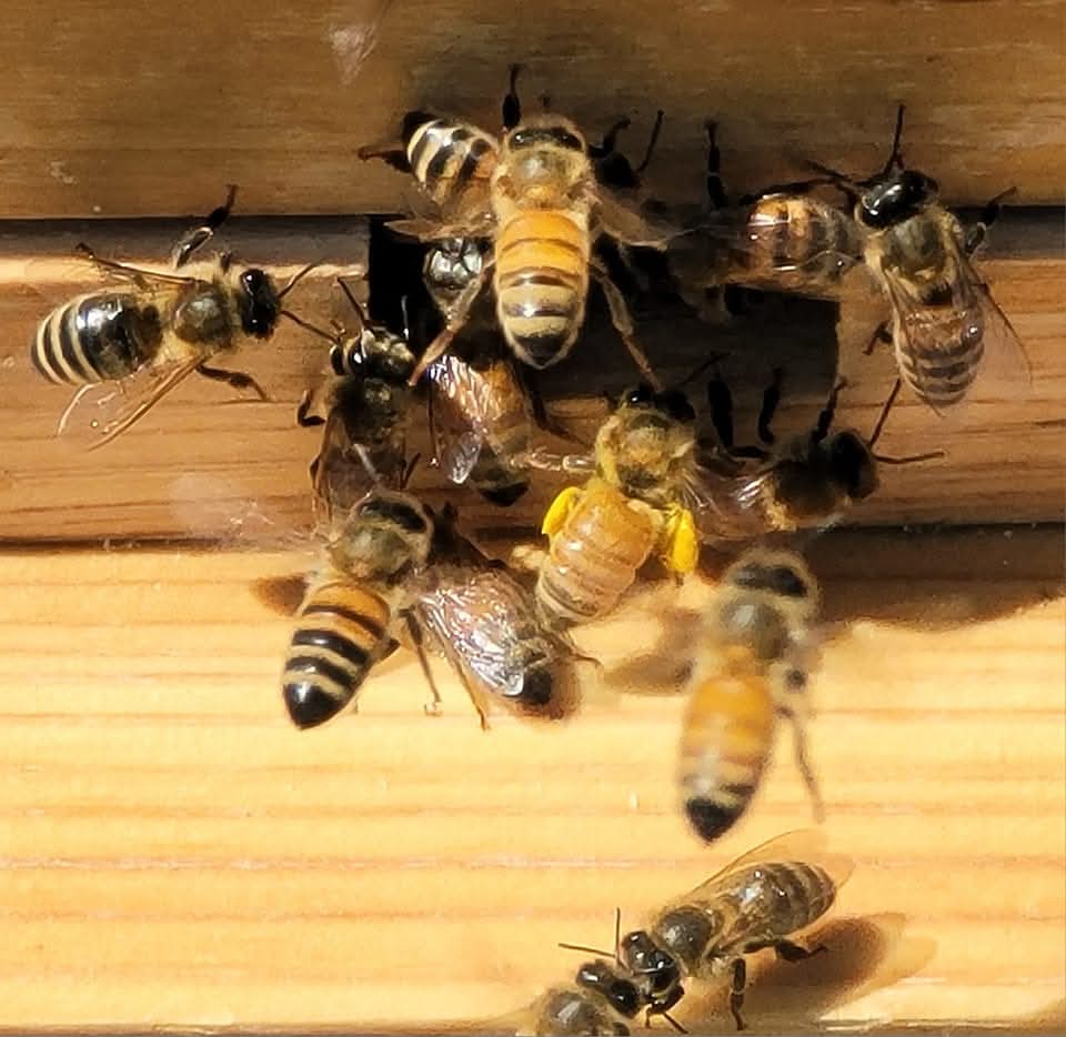 Bees at hive entrance