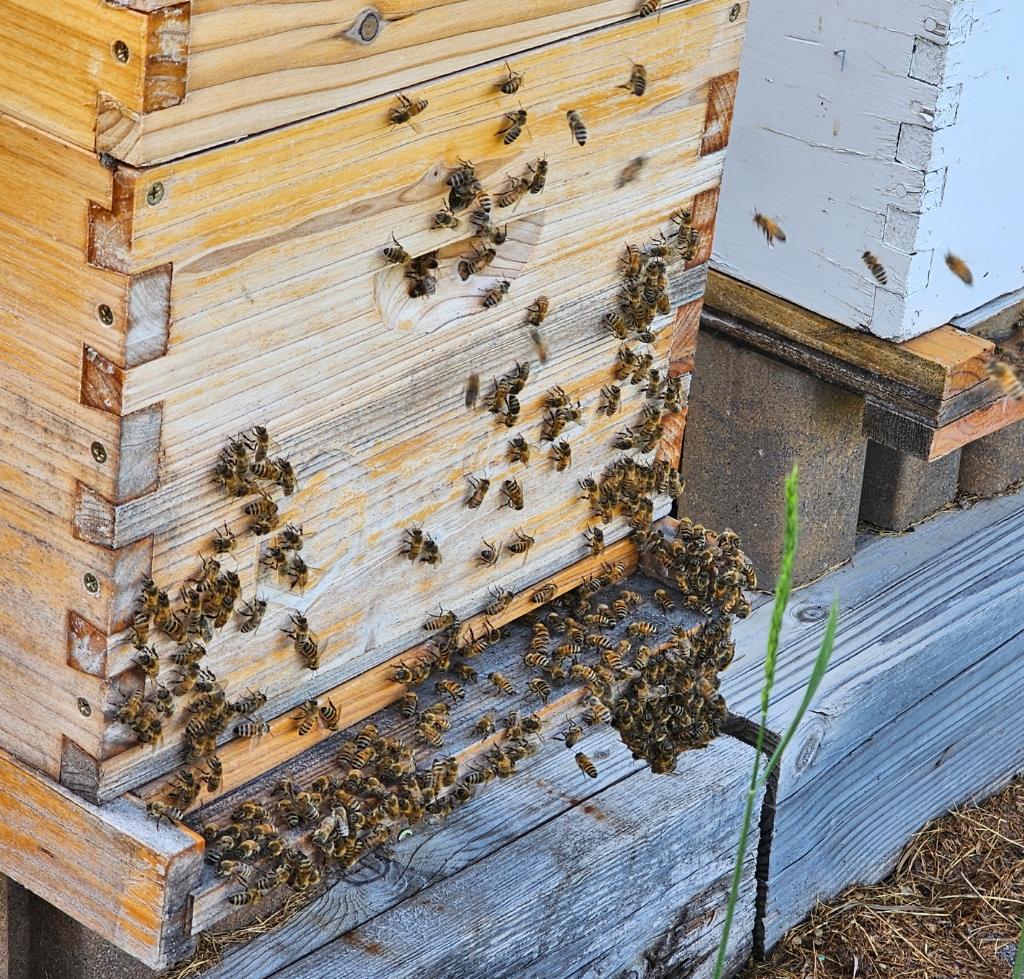 Hive boxes