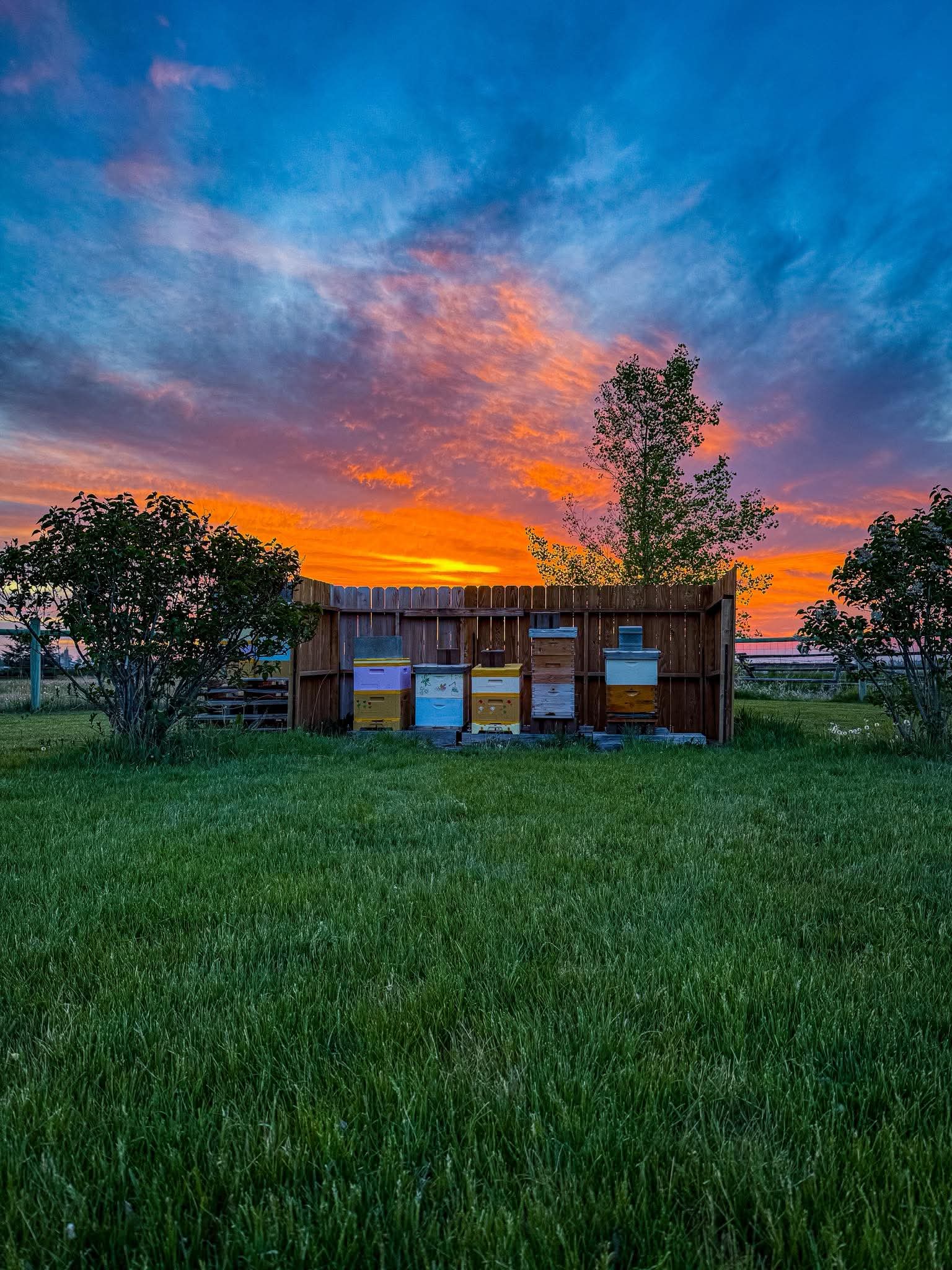Hives at sunset