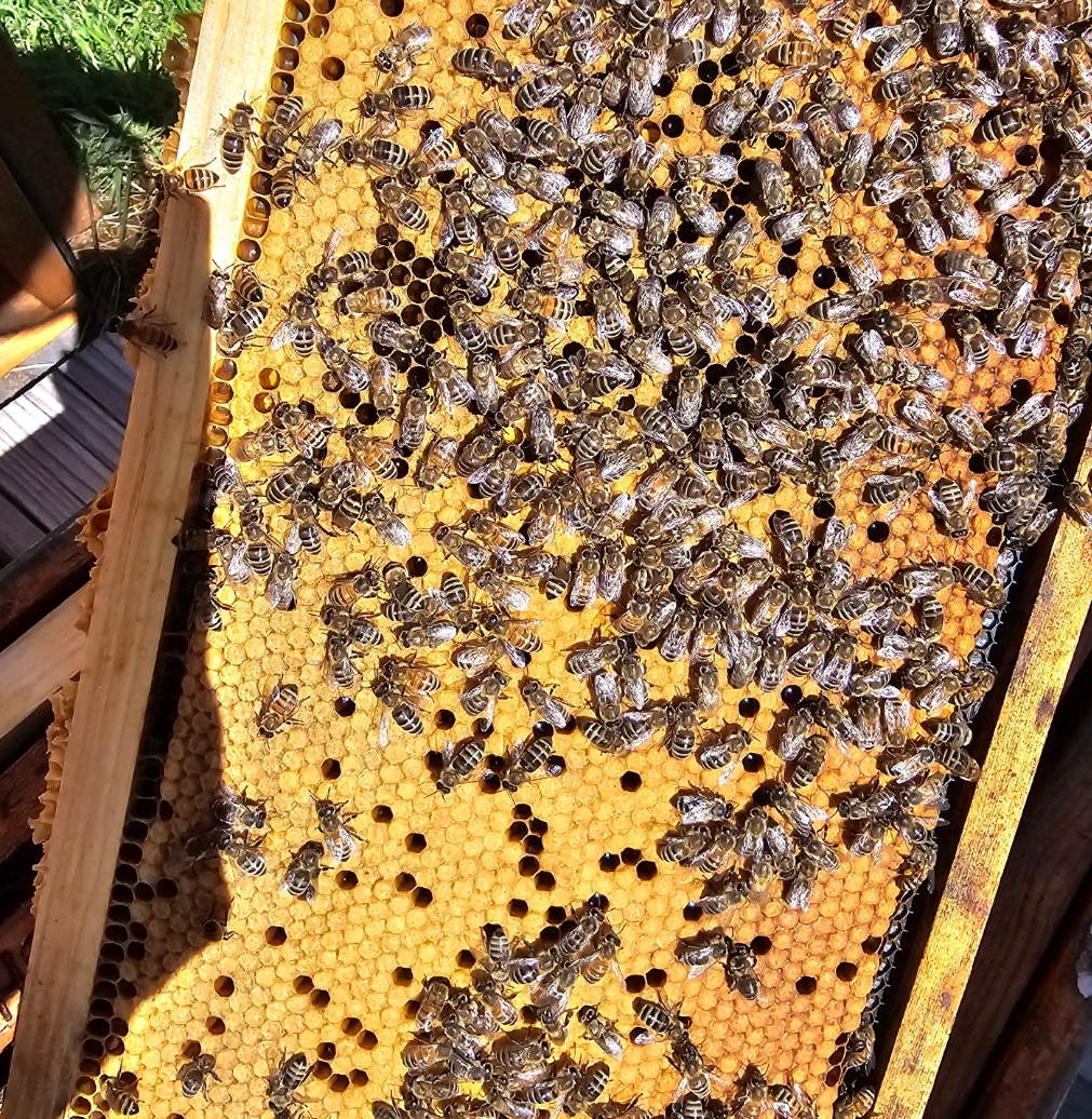 Bees on honeycomb frame